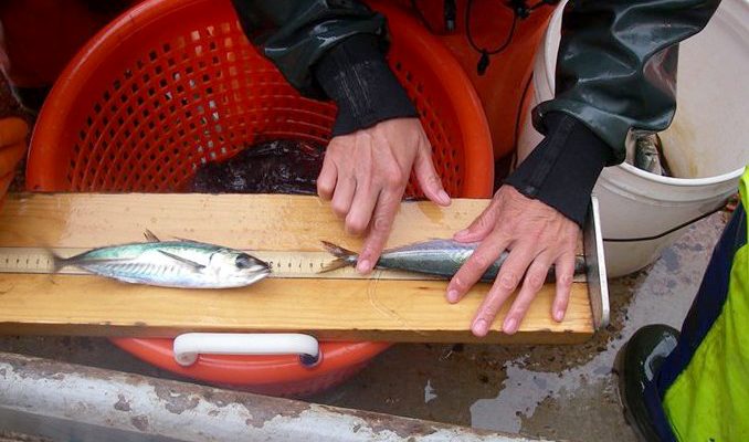海洋研究發現華州海岸 三文魚消失卻來了鯖魚鯧魚